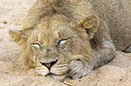 lying Lion