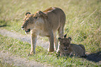 Lions