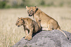 Lions