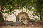 lion