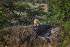lion
