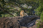 lion