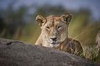 lion