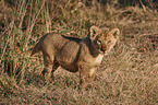lion