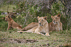 lions