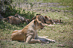 lions