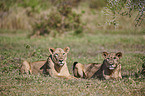 lions