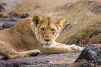 lioness