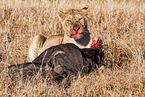 lion