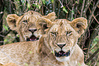 lions