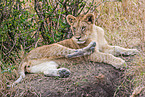 lion