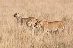 lions