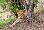 lion