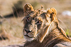 lion