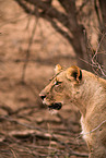 lion