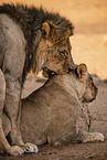 lion