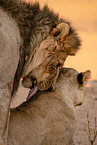 lion