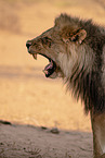 lion