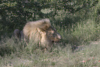 lion