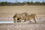 lion