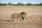 lion