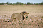 lion