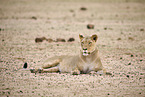 lion