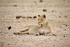 lion