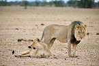 lion
