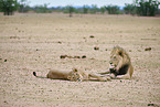 lion