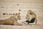 lion