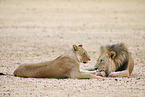 lion