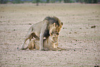 lion
