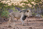 lion