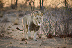 lion