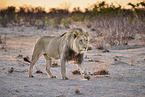 lion