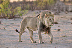 lion