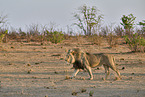 lion