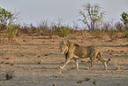 lion