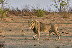 lion