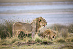 lion