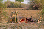 Lions eat buffalo