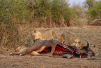 Lions eat buffalo