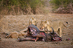 Lions eat buffalo