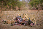 Lions eat buffalo