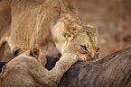 Lions eat buffalo