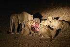 Lions eat buffalo