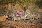 Lions eat buffalo