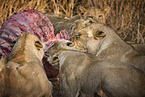 Lions eat buffalo