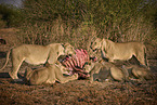 Lions eat buffalo